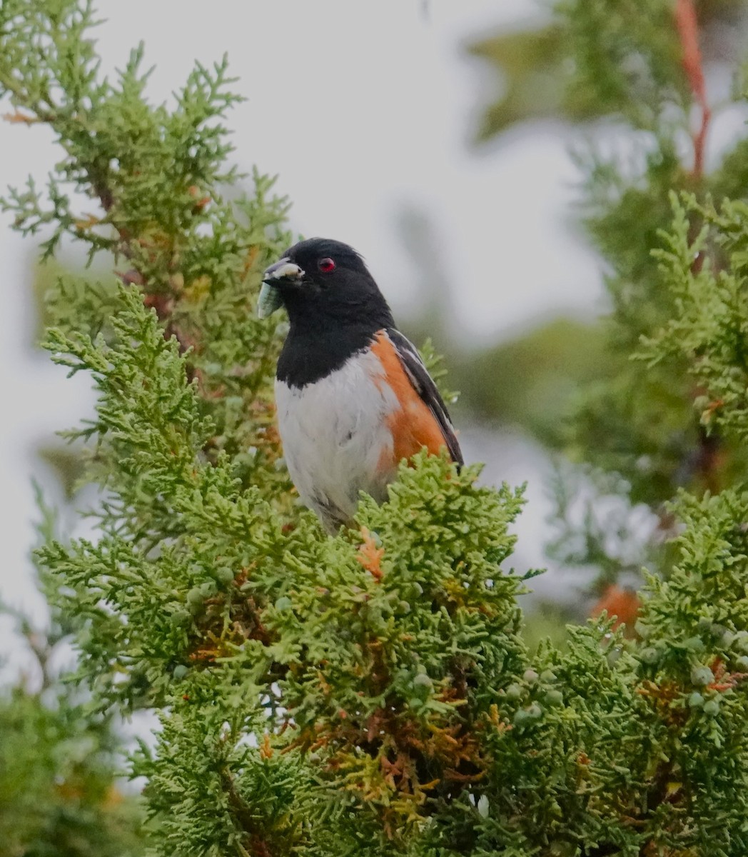 Spotted Towhee - Brian Lineaweaver