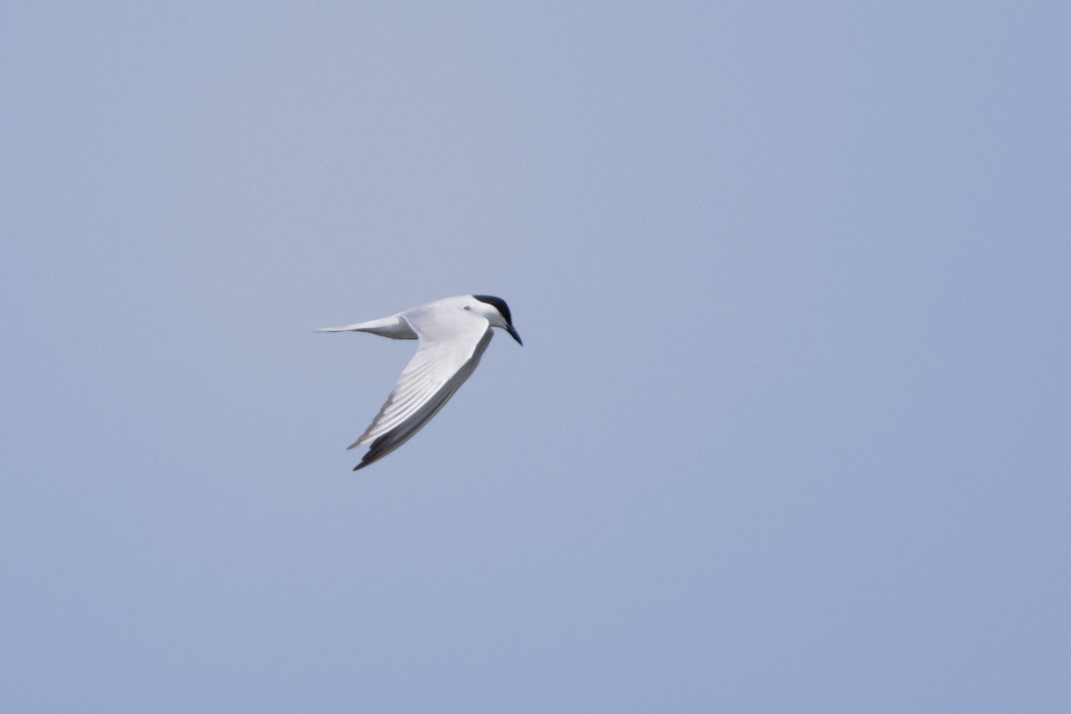 Gull-billed Tern - ML621013011