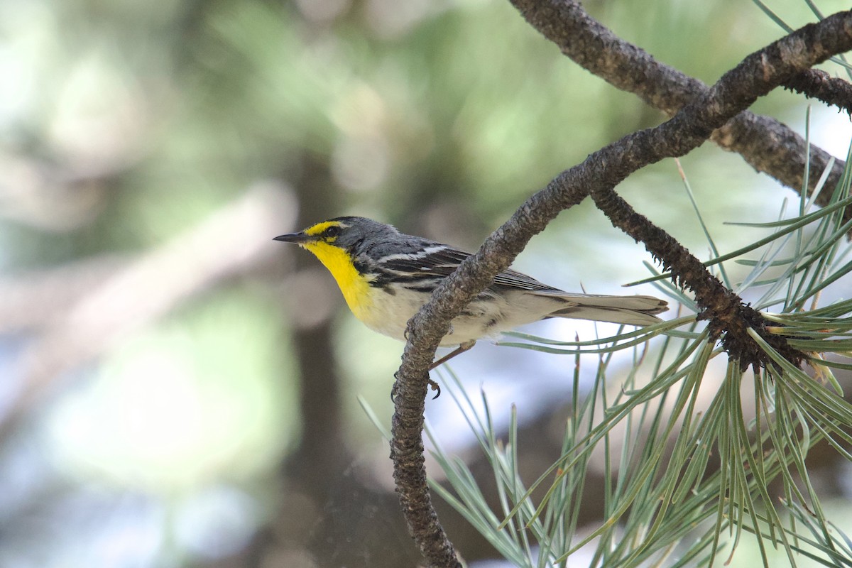 Grace's Warbler - ML621013027