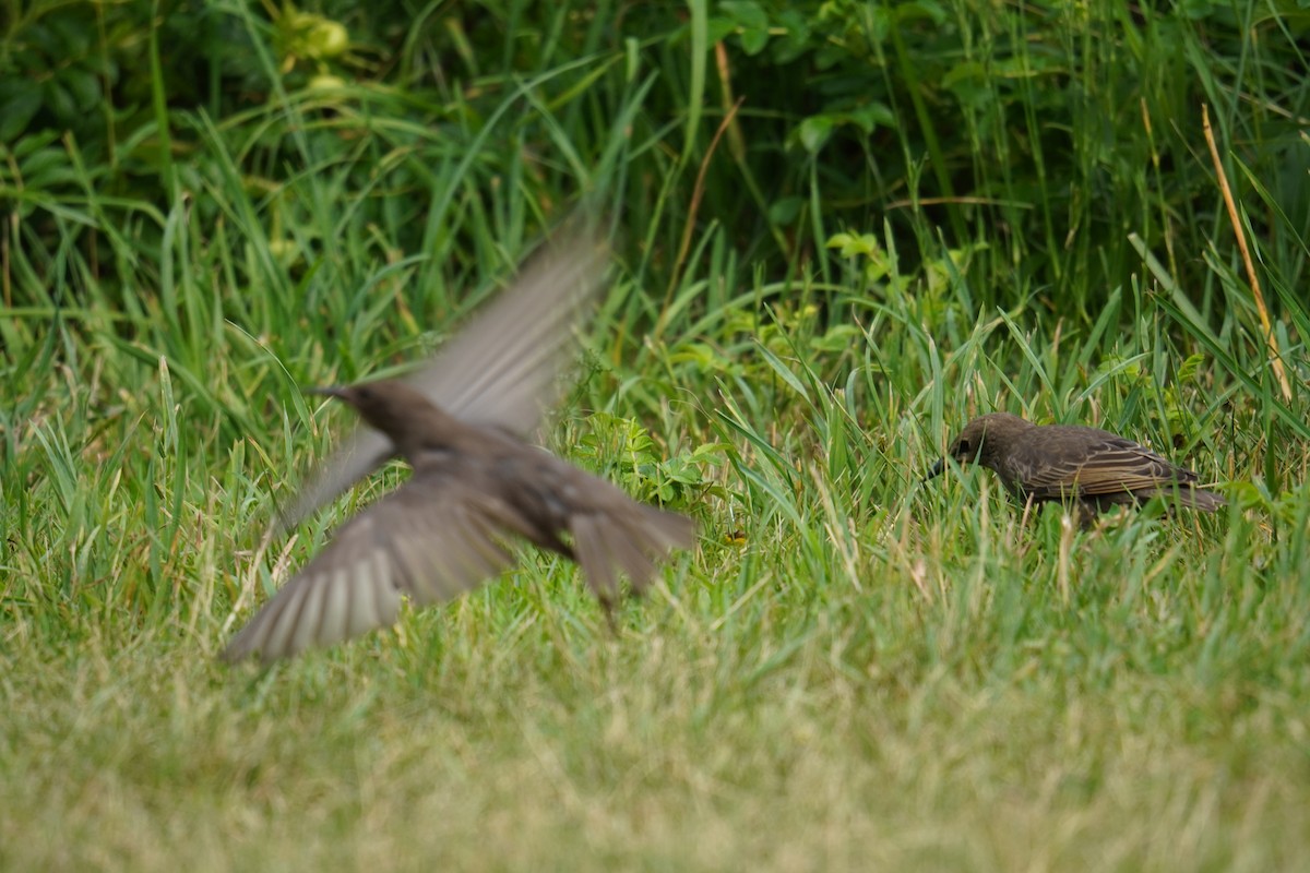 European Starling - ML621013034