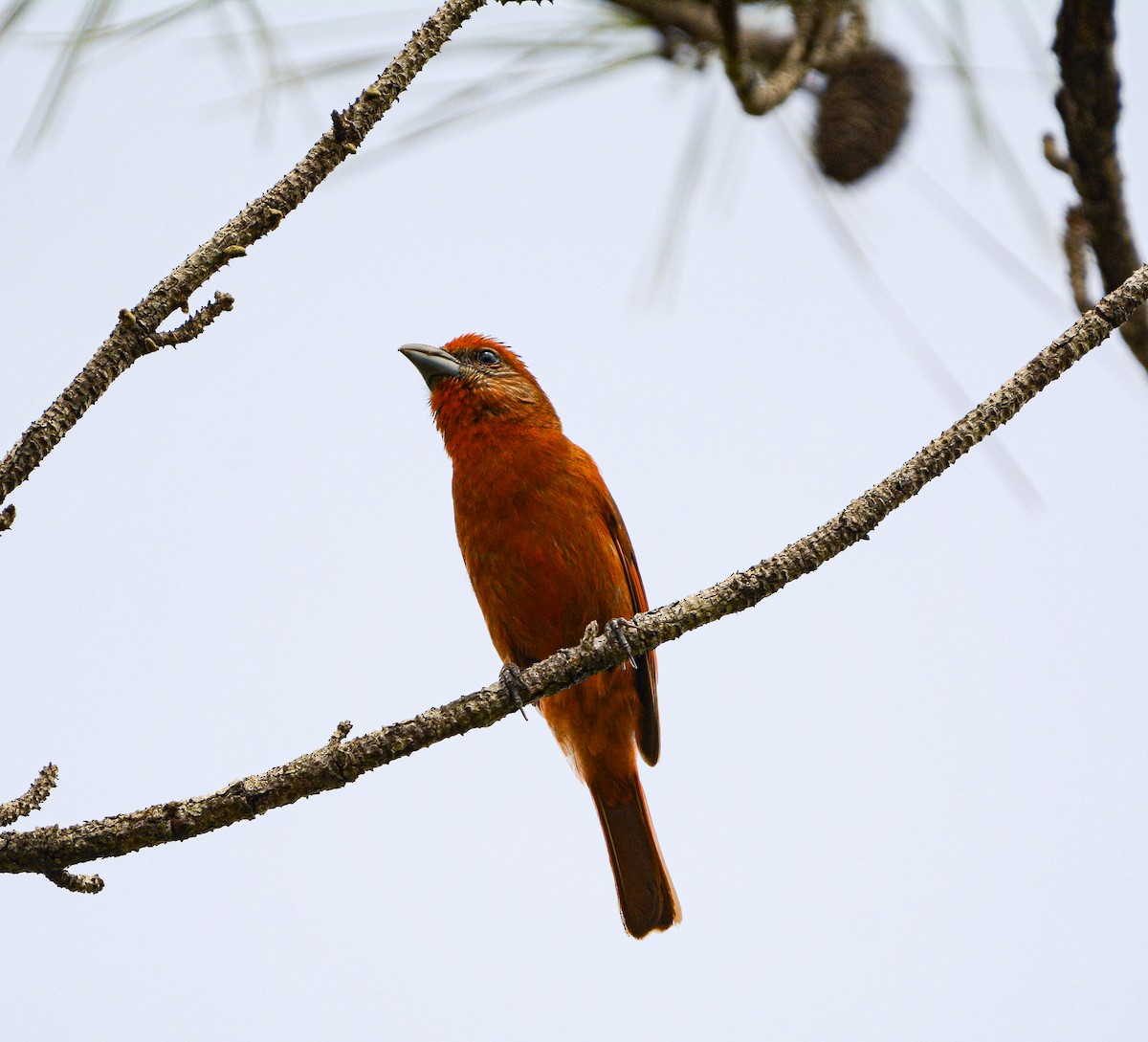 Hepatic Tanager - ML621013061