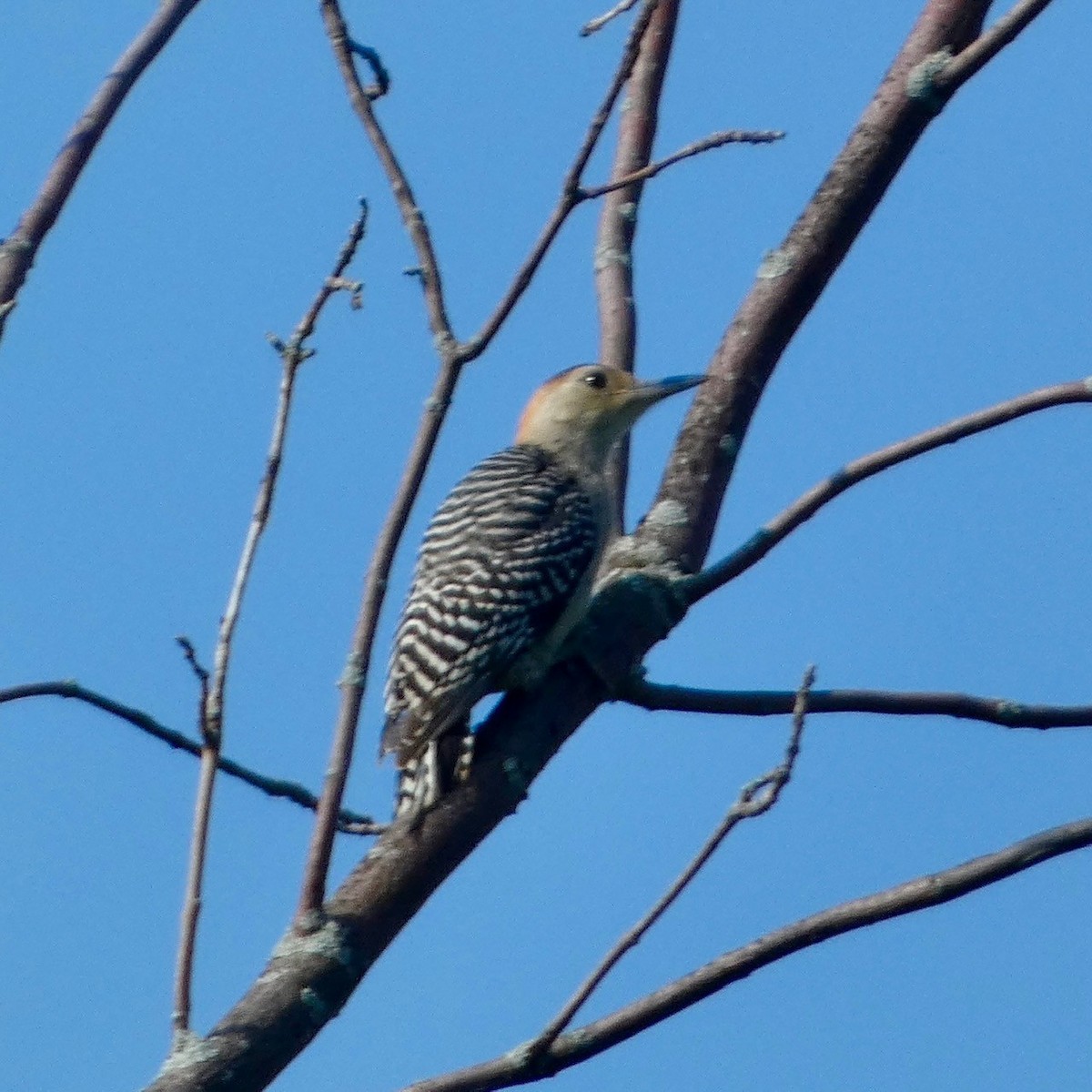 Red-bellied Woodpecker - ML621013062