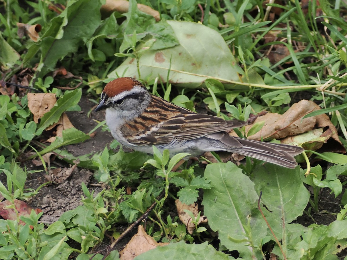 Chipping Sparrow - ML621013064