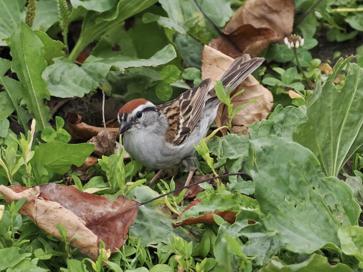 Chipping Sparrow - ML621013065