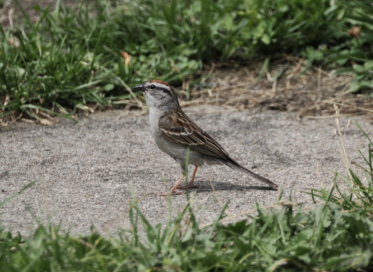 Chipping Sparrow - ML621013067