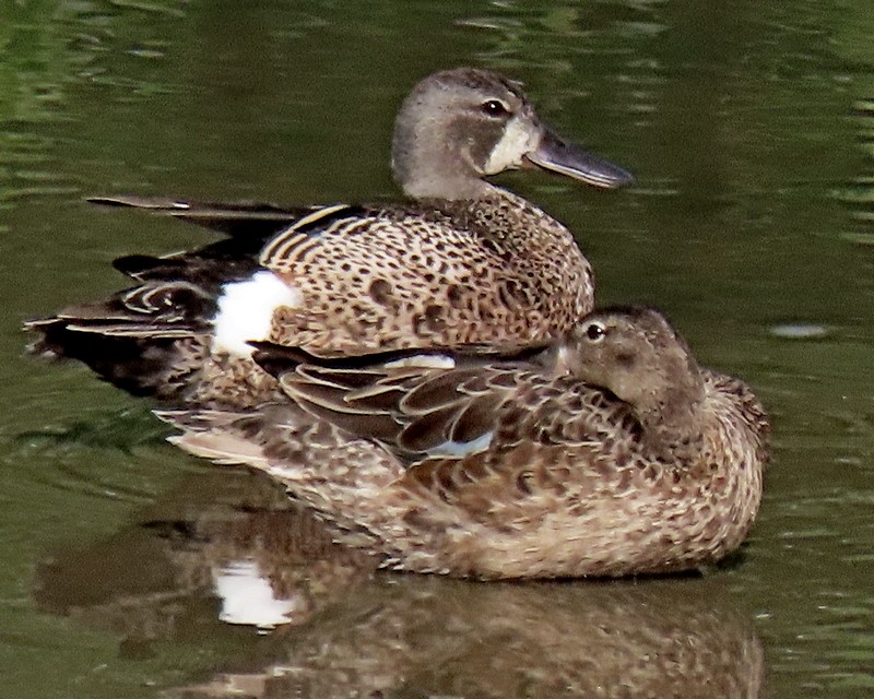 Blue-winged Teal - ML621013072