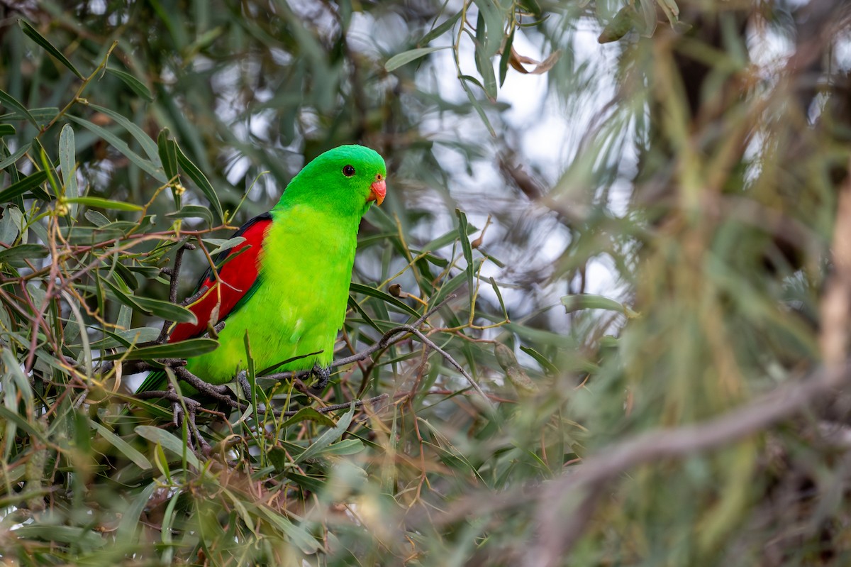 Папужець-червонокрил австралійський - ML621013076