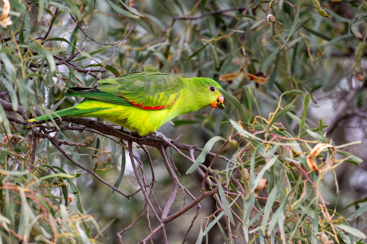 Red-winged Parrot - ML621013077