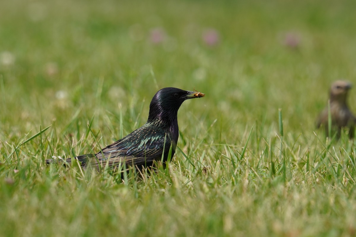 European Starling - Ethan Kang