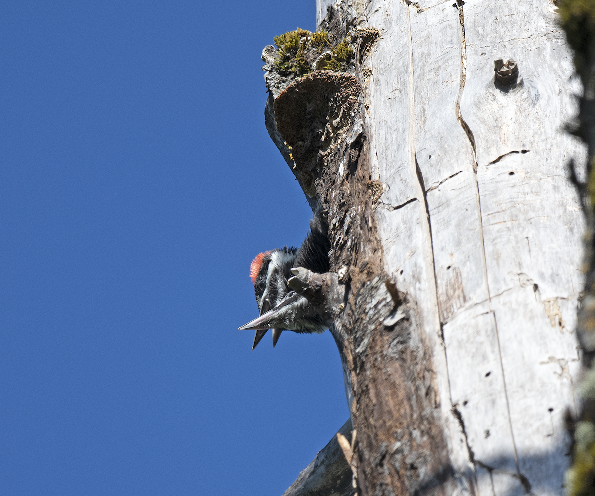 Pileated Woodpecker - ML621013095