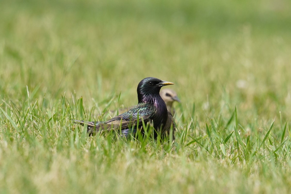 European Starling - ML621013096