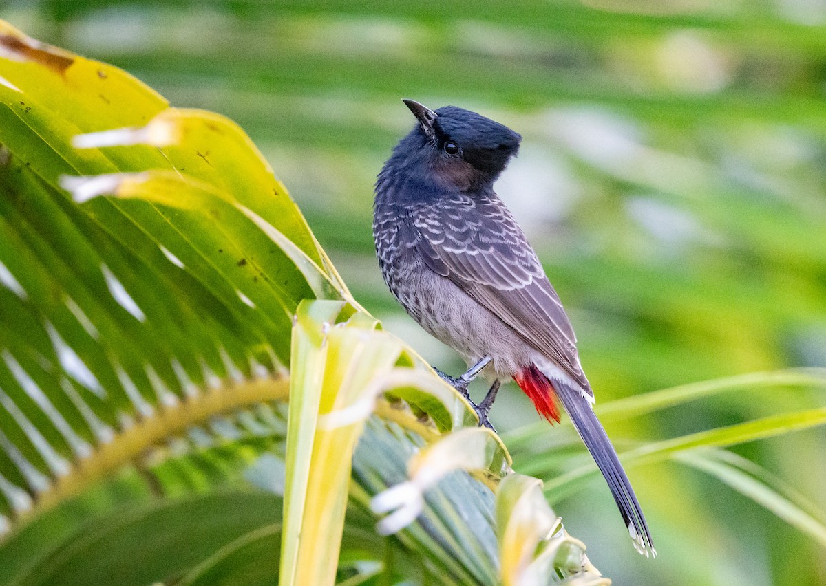 Red-vented Bulbul - ML621013141