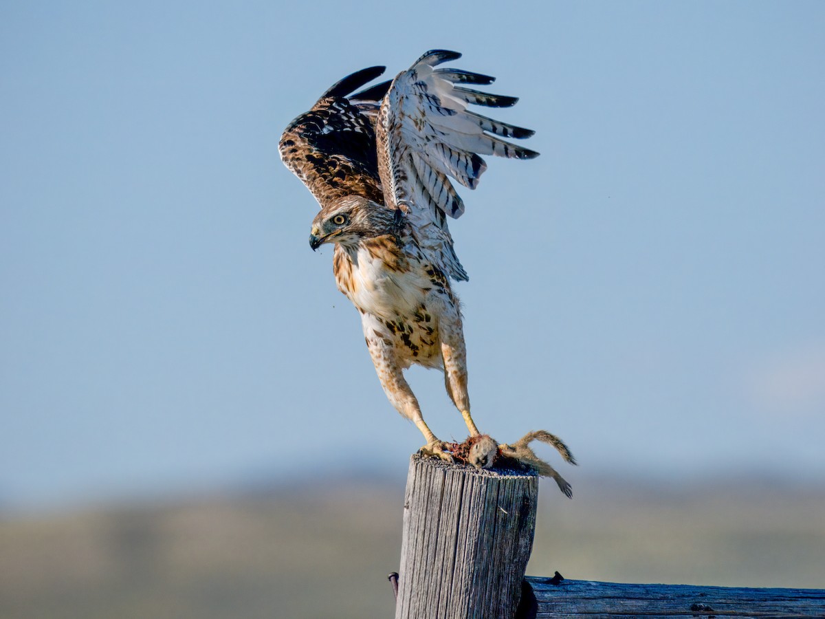 Red-tailed Hawk - ML621013142