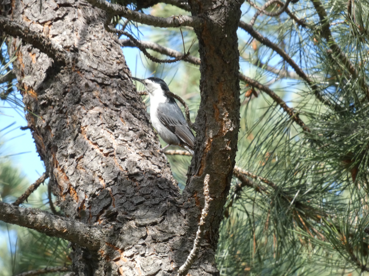 White-breasted Nuthatch - ML621013167
