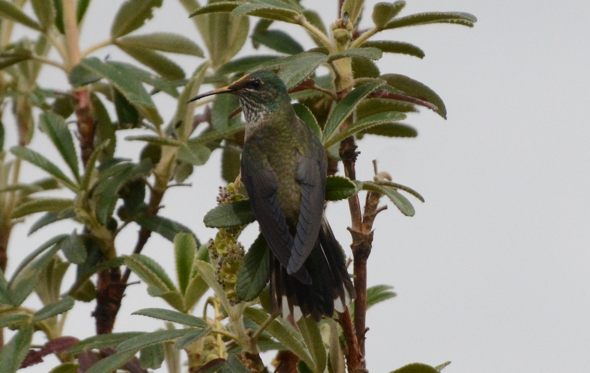 Colibri du Chimborazo - ML621013179