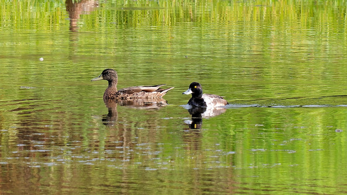 Greater Scaup - ML621013181