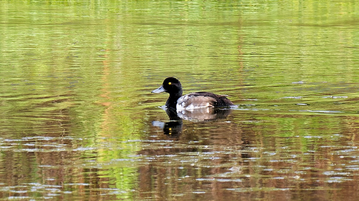 Greater Scaup - ML621013182