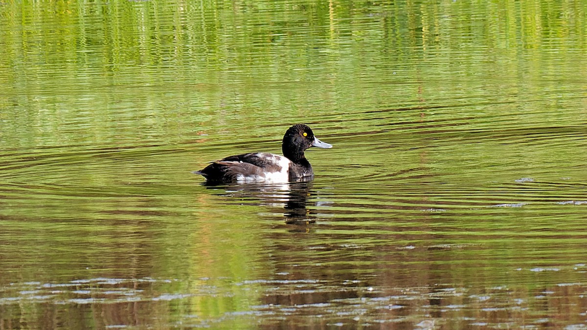 Greater Scaup - ML621013183