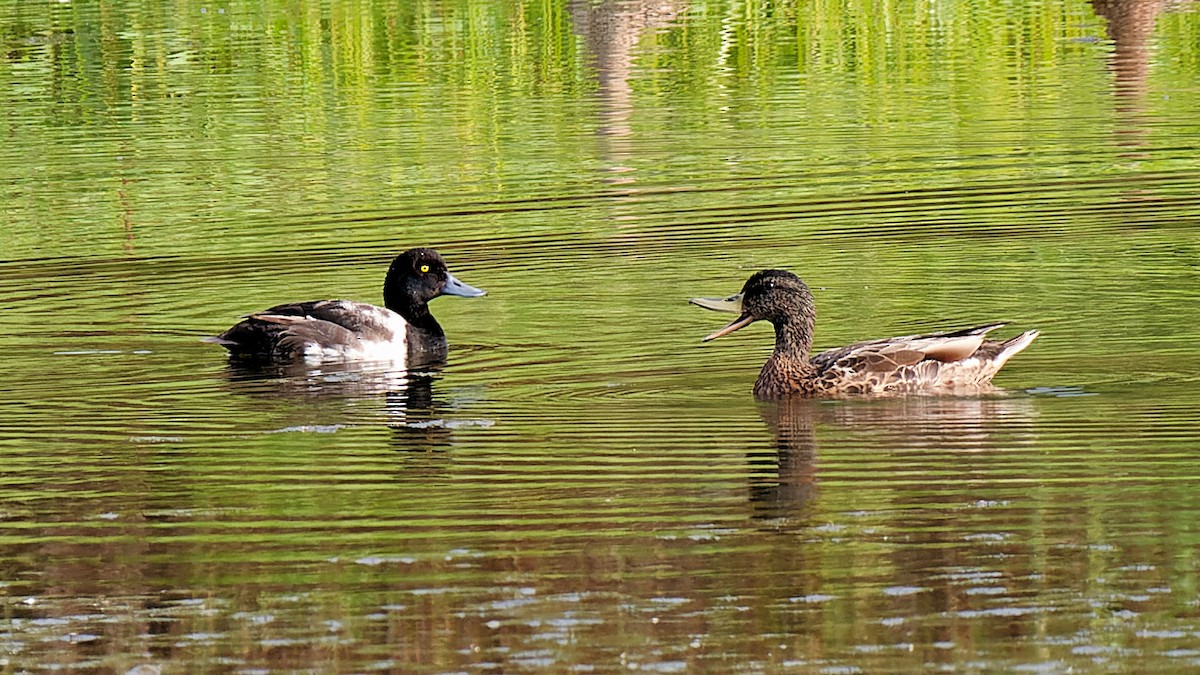 Greater Scaup - ML621013184