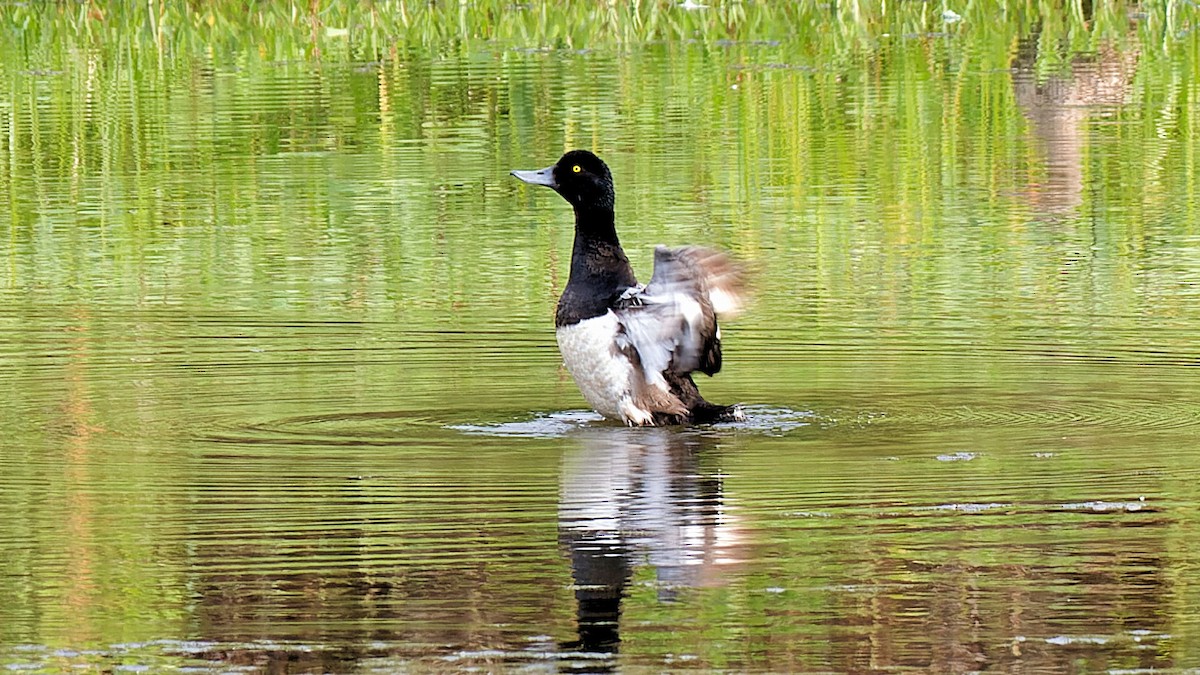 Greater Scaup - ML621013185
