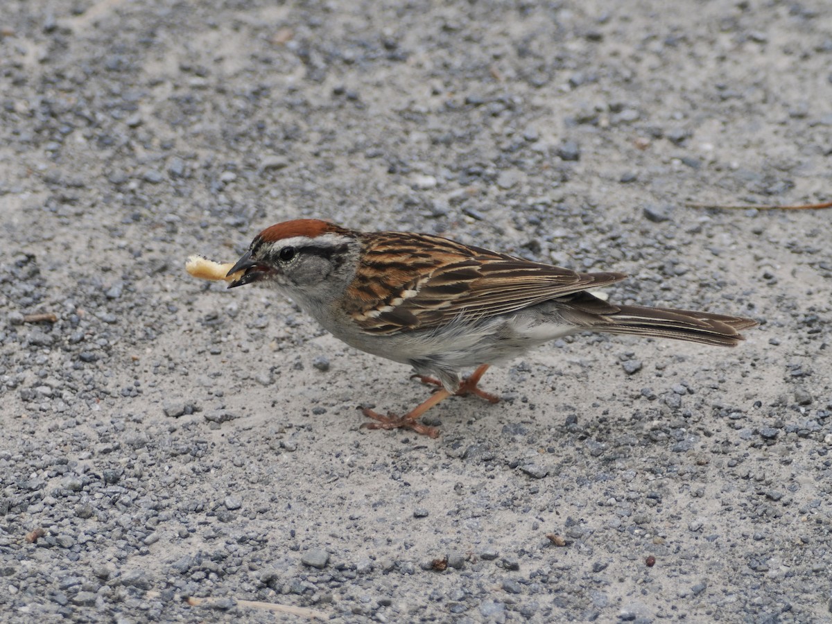 Chipping Sparrow - ML621013195
