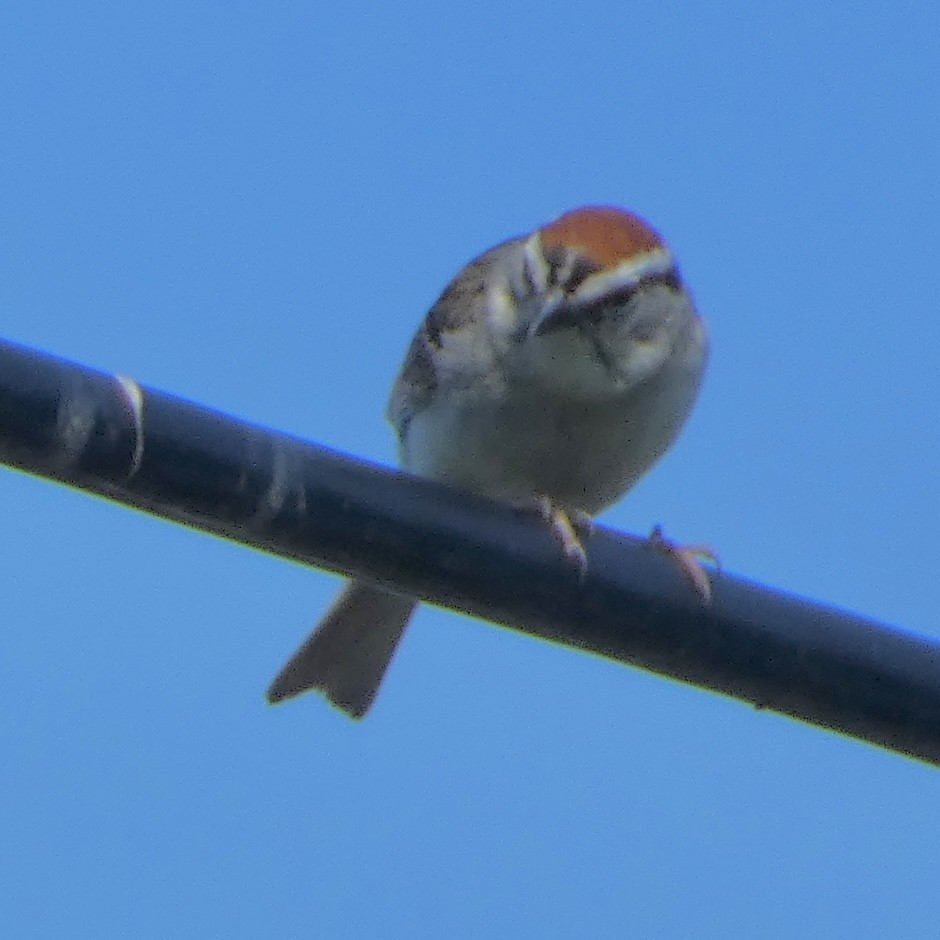 Chipping Sparrow - ML621013202