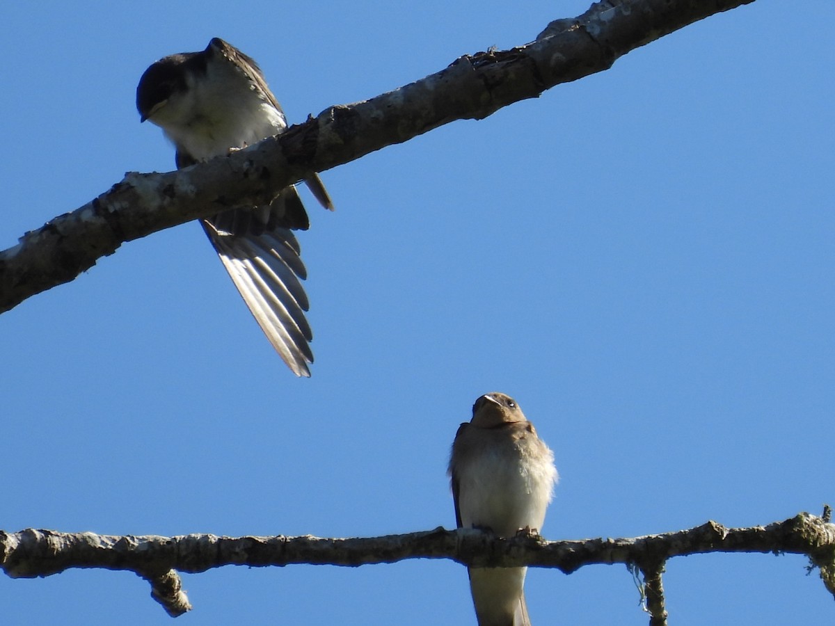 Northern Rough-winged Swallow - ML621013233