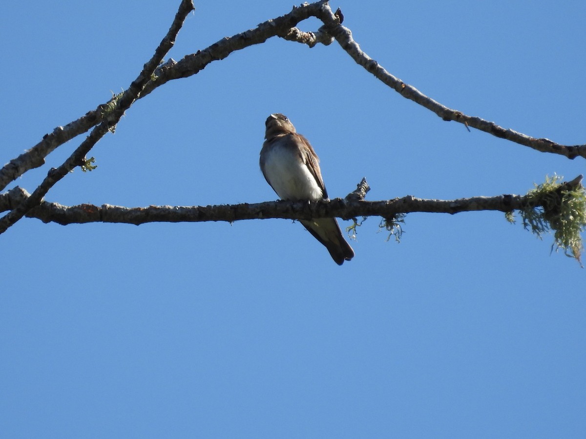 Northern Rough-winged Swallow - ML621013234