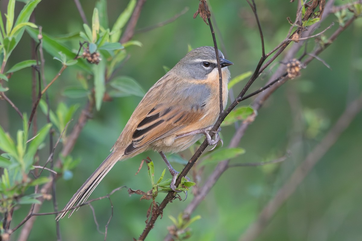 Long-tailed Reed Finch - ML621013249