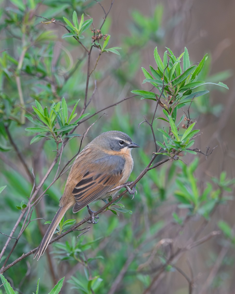 Long-tailed Reed Finch - ML621013258