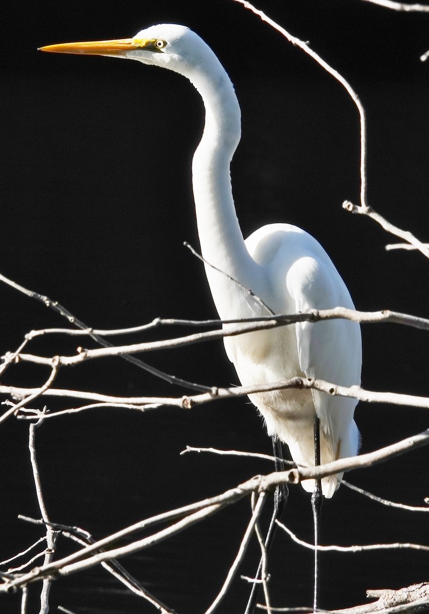 Great Egret (modesta) - ML621013319