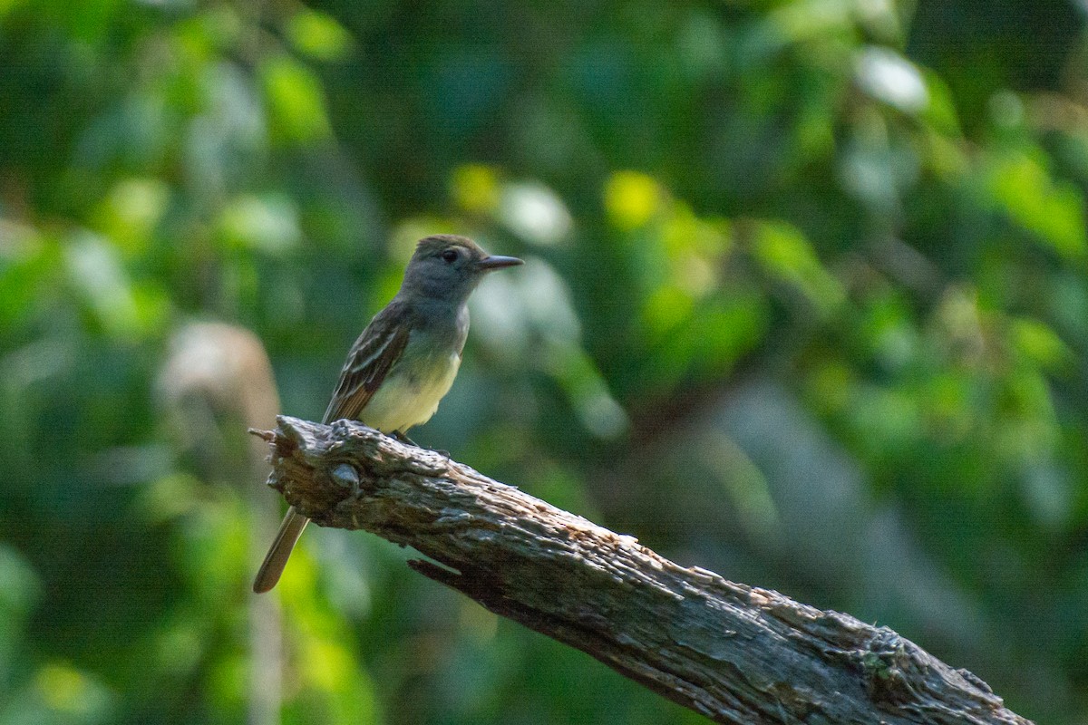 Great Crested Flycatcher - ML621013342