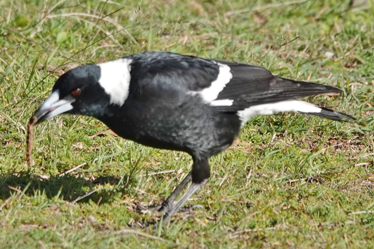 Australian Magpie (Black-backed) - ML621013356