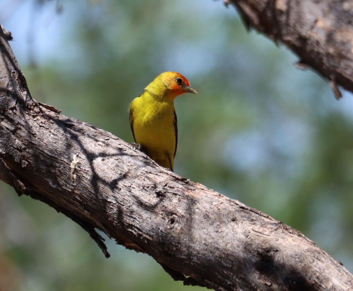 Western Tanager - ML621013357