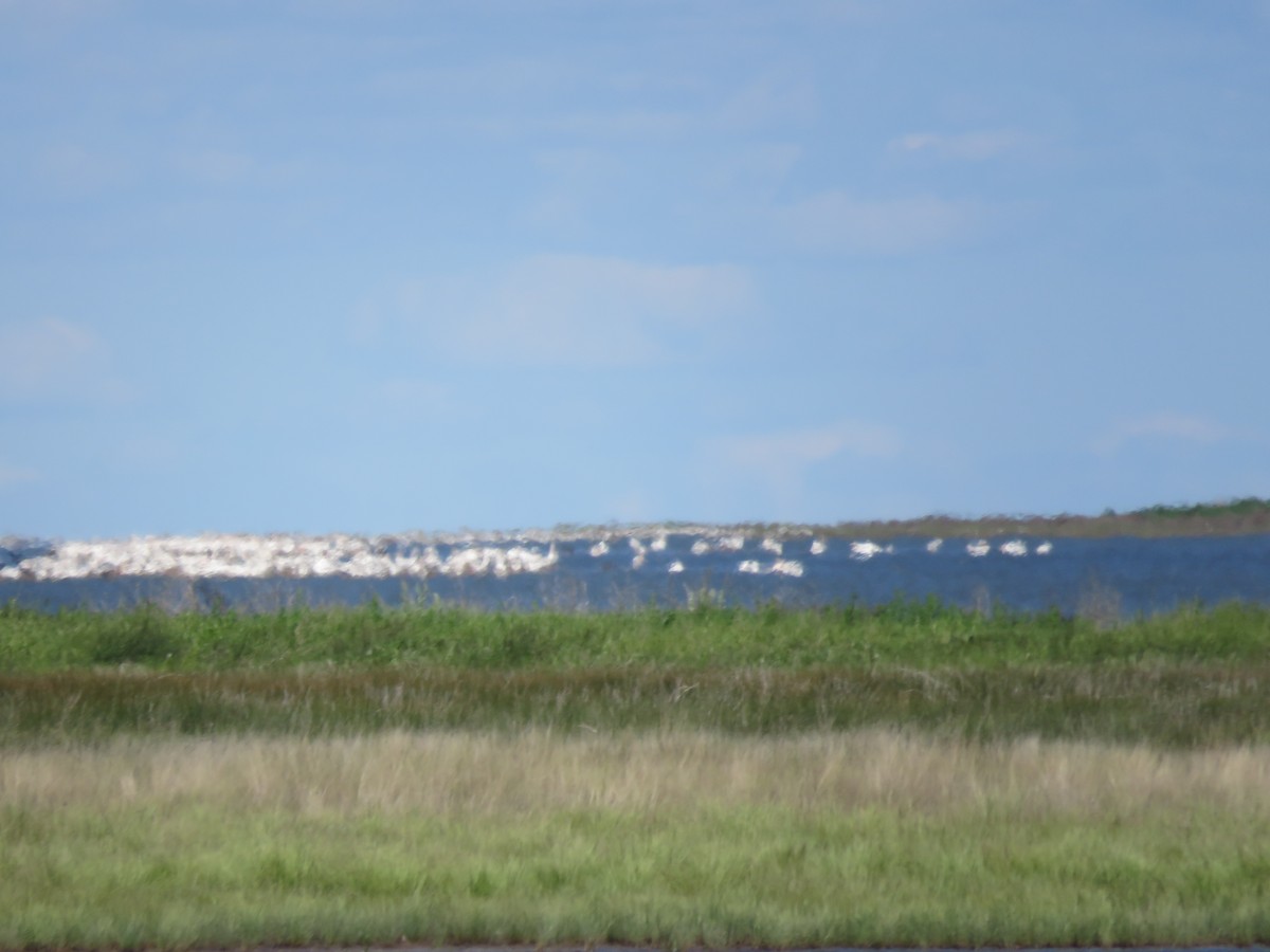 American White Pelican - ML621013359