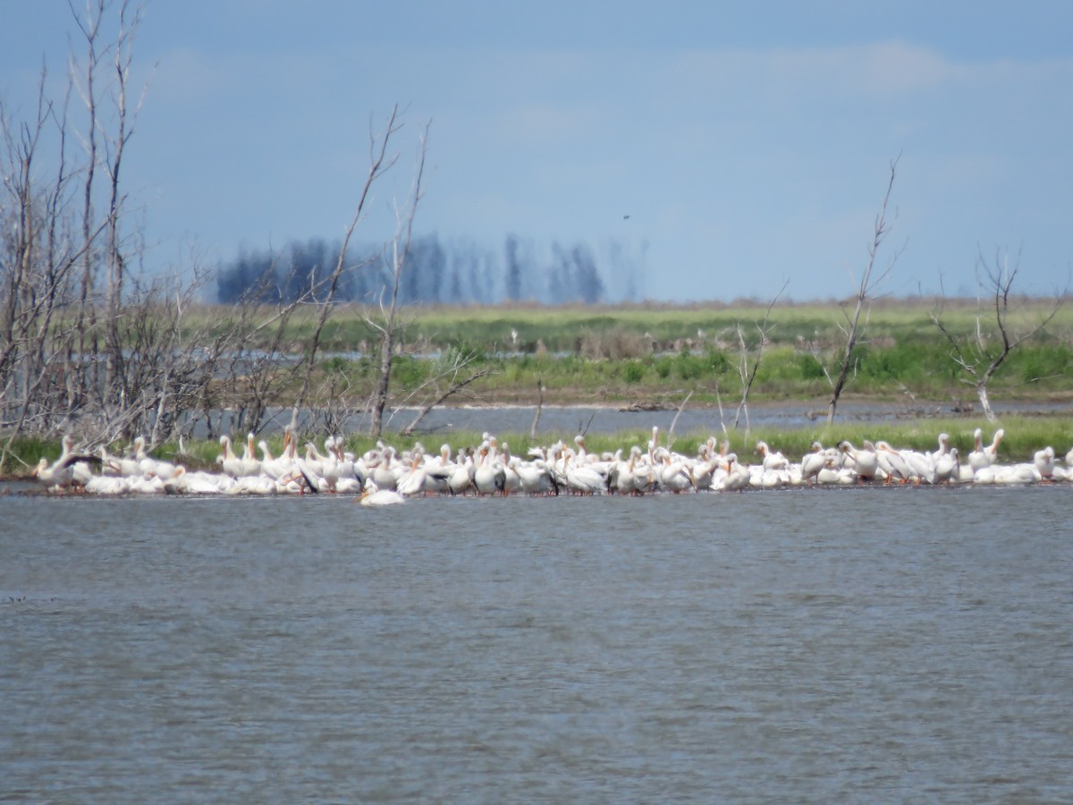 American White Pelican - ML621013360