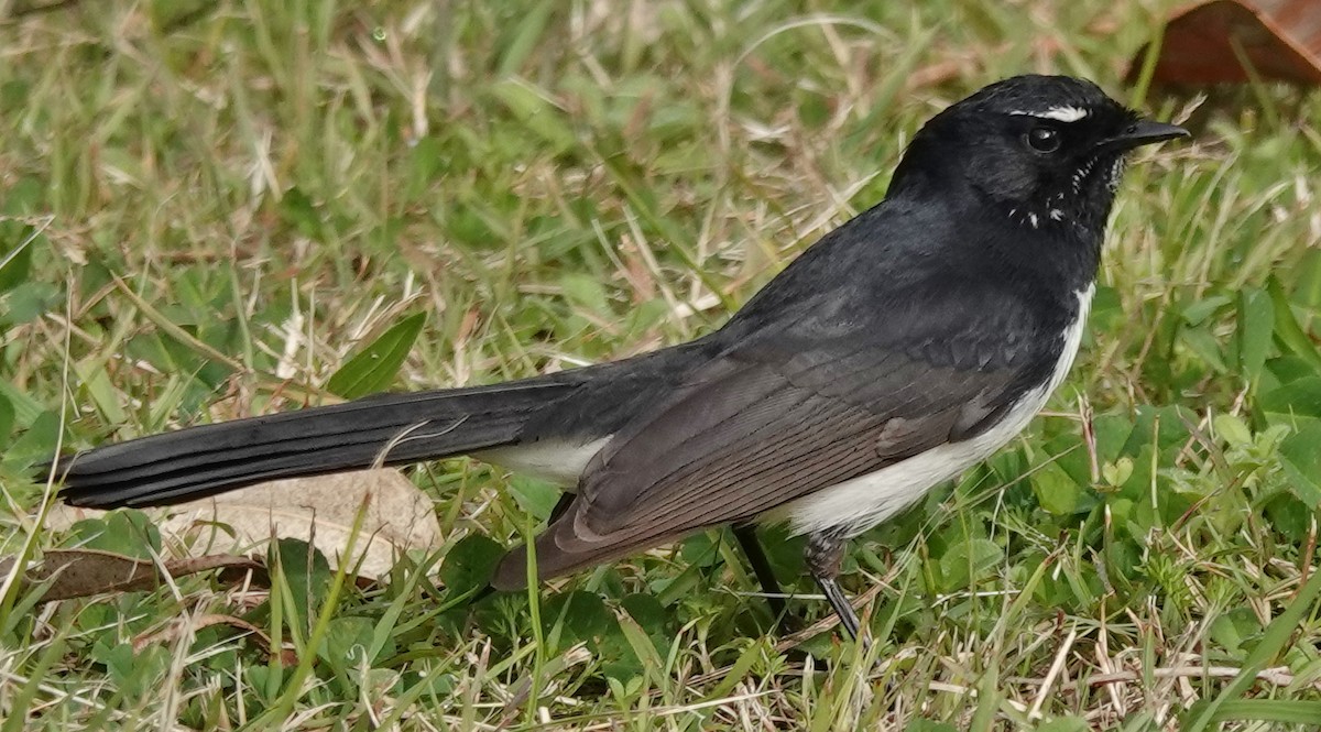 Willie-wagtail - ML621013361