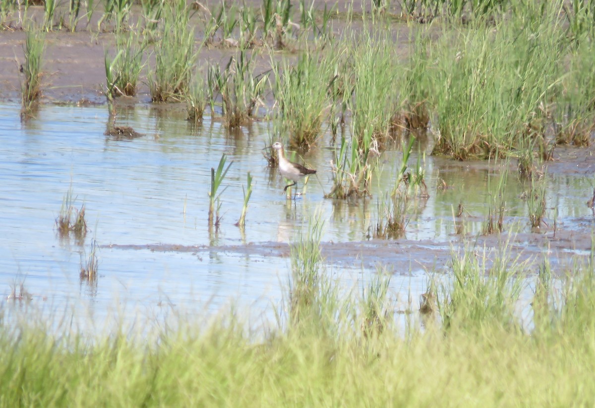 Wilson's Phalarope - ML621013365