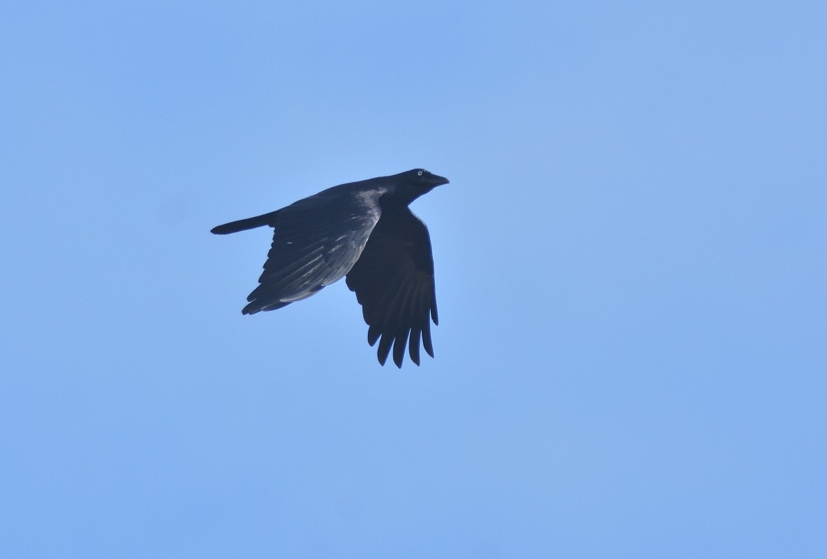 Australian Raven - ML621013371