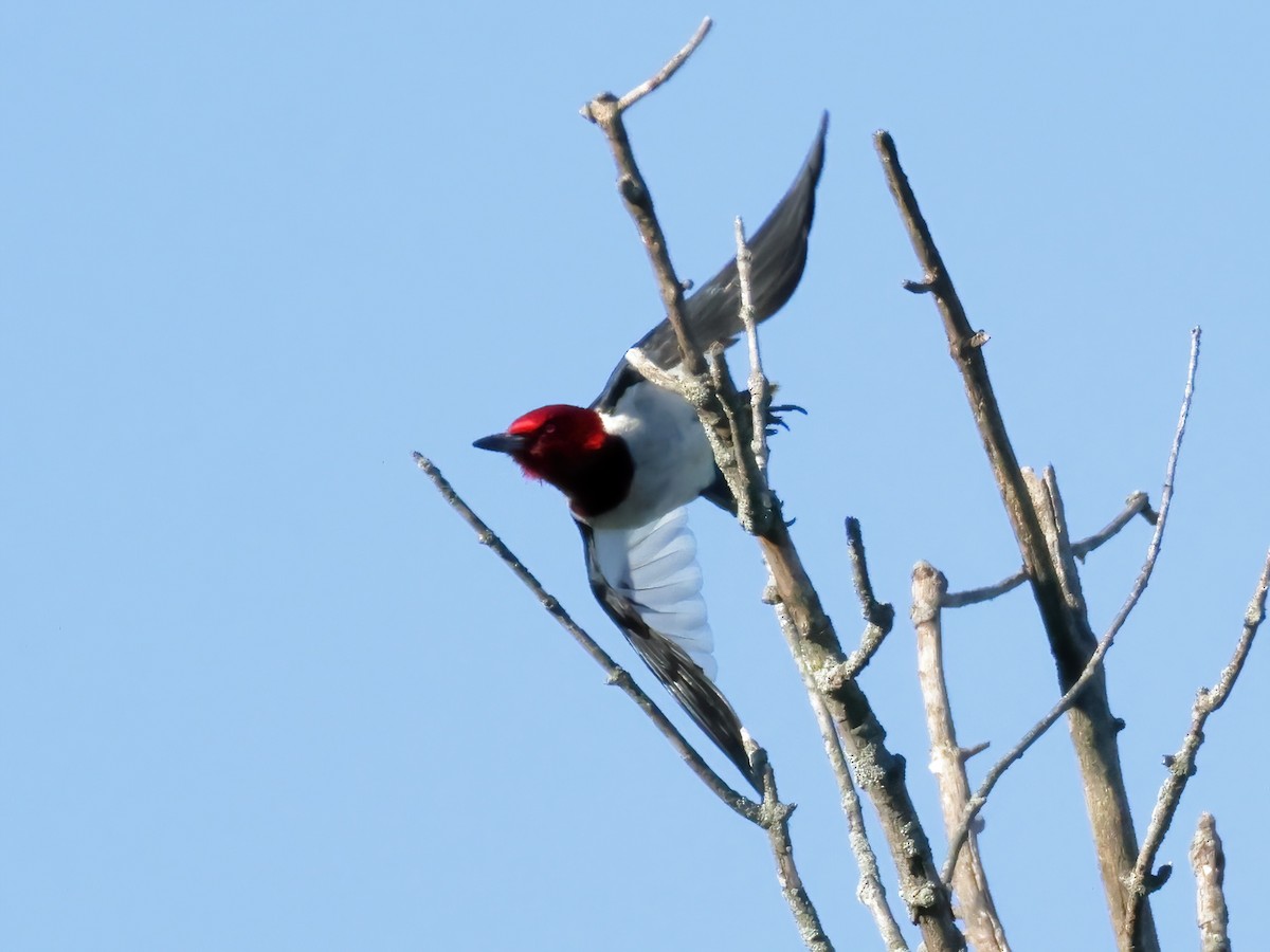Red-headed Woodpecker - ML621013380