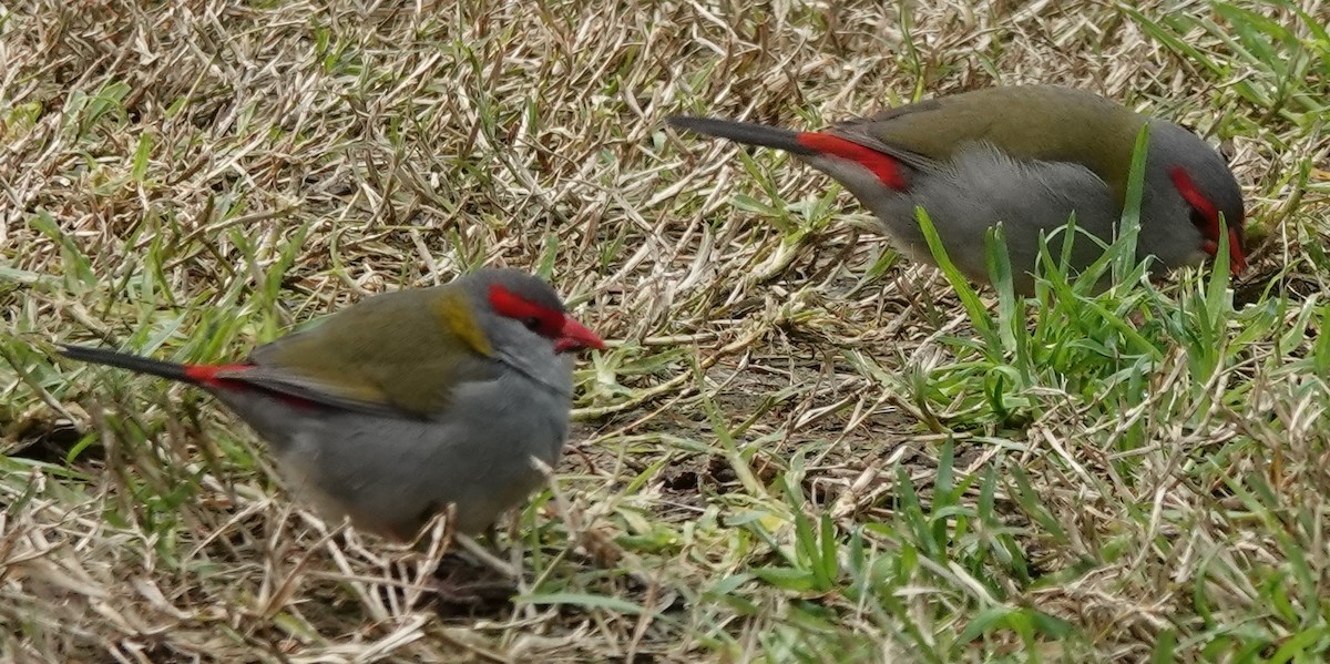 Red-browed Firetail - ML621013397