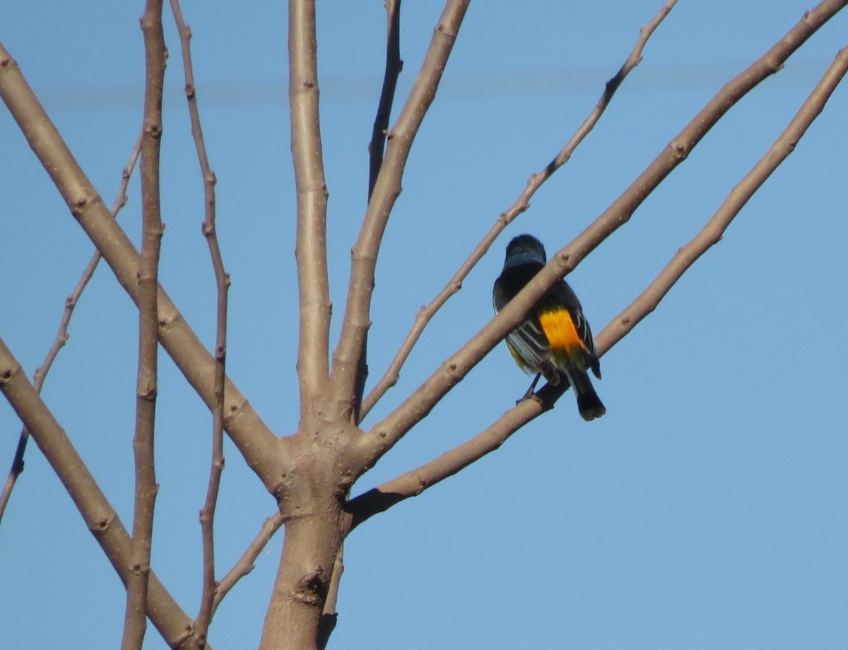 Blue-and-yellow Tanager - ML621013407