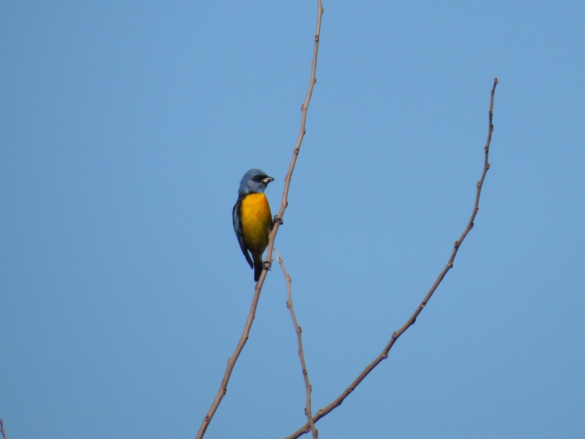 Blue-and-yellow Tanager - ML621013409