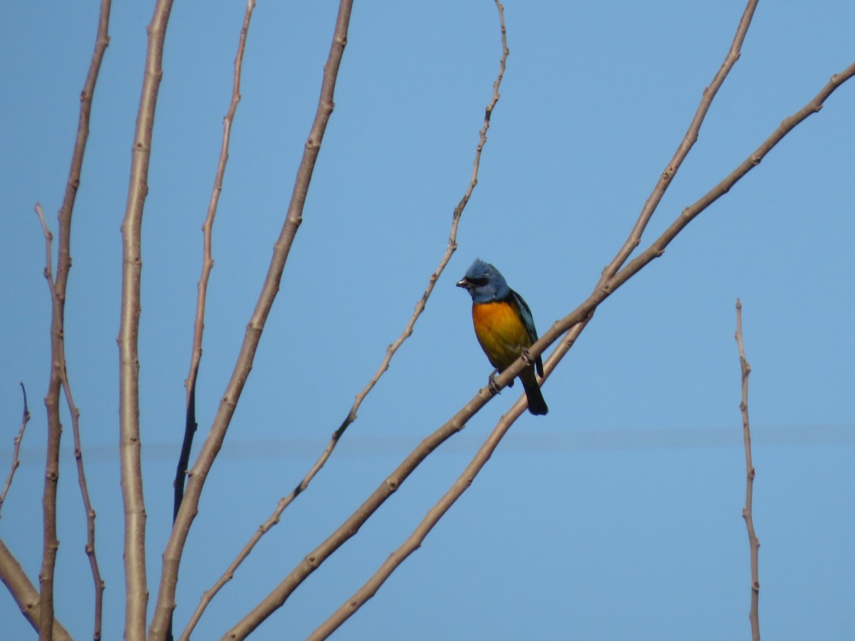 Blue-and-yellow Tanager - ML621013410