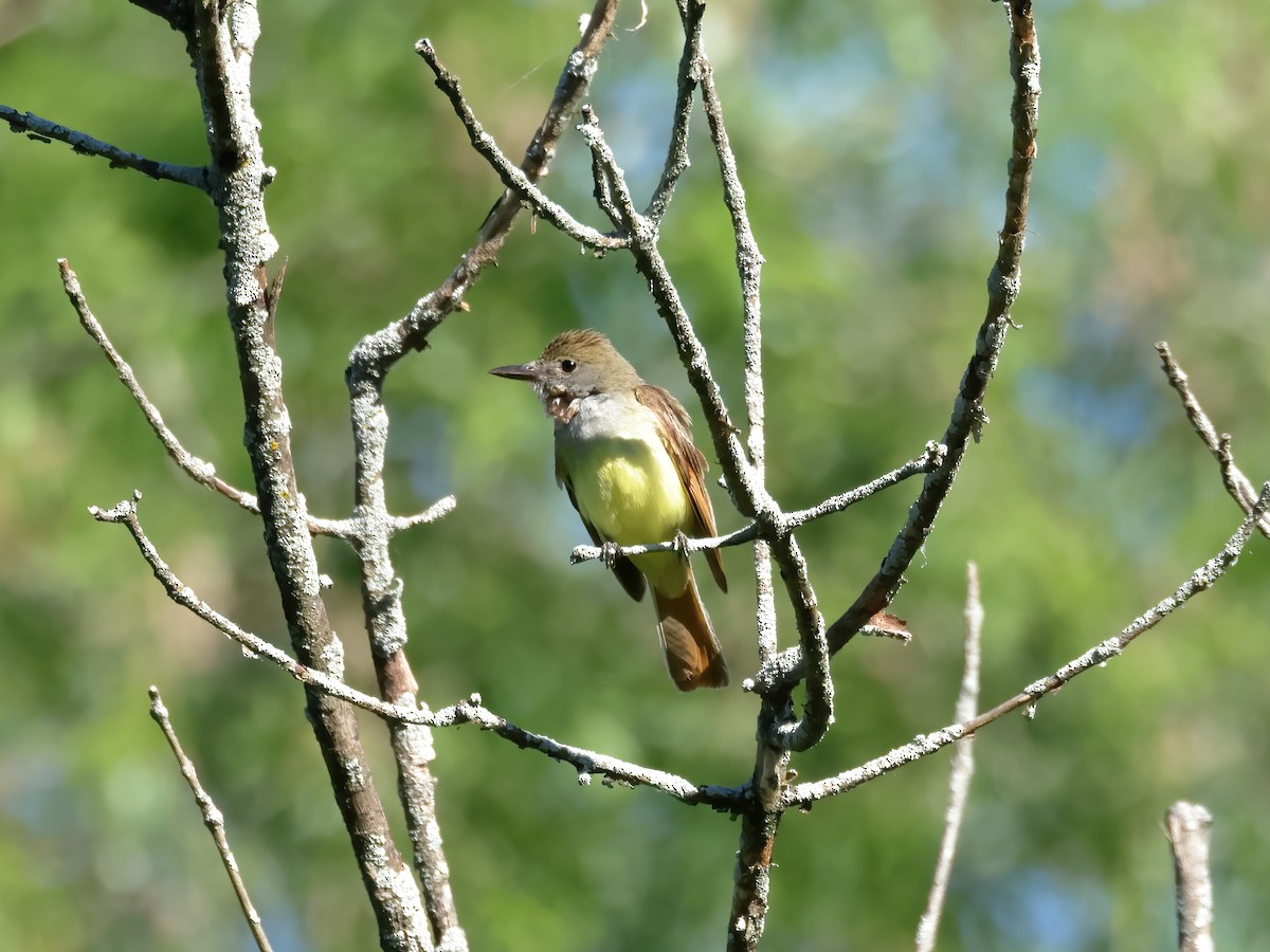 Great Crested Flycatcher - ML621013424