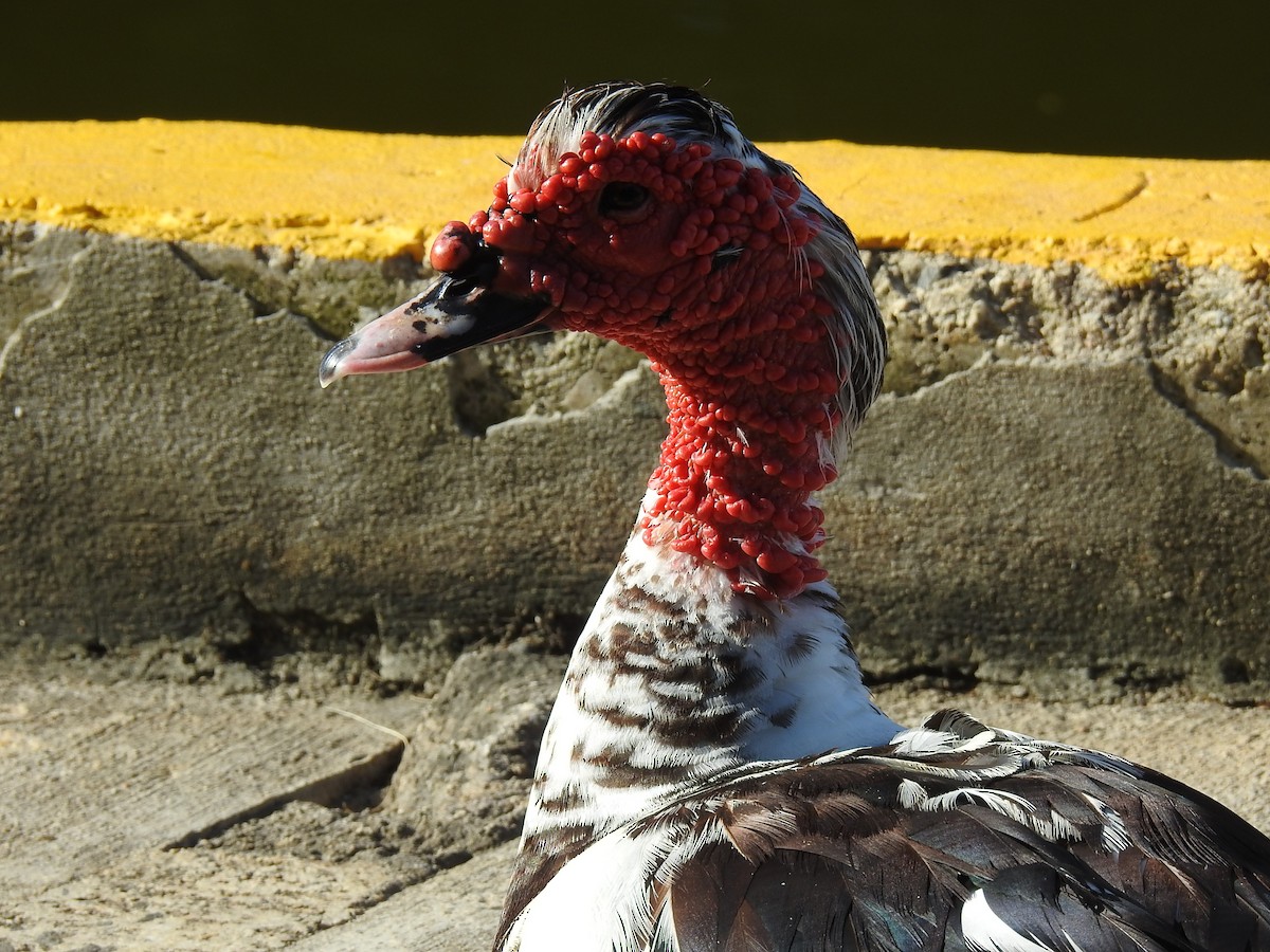 Muscovy Duck (Domestic type) - ML621013425