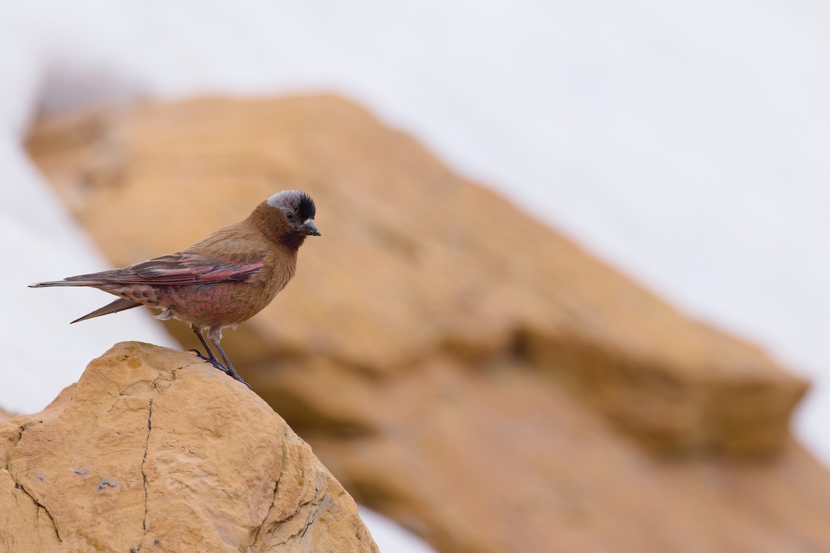 Gray-crowned Rosy-Finch (Gray-crowned) - ML621013426