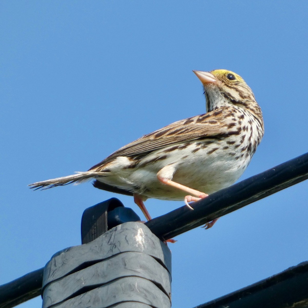 Savannah Sparrow - ML621013436