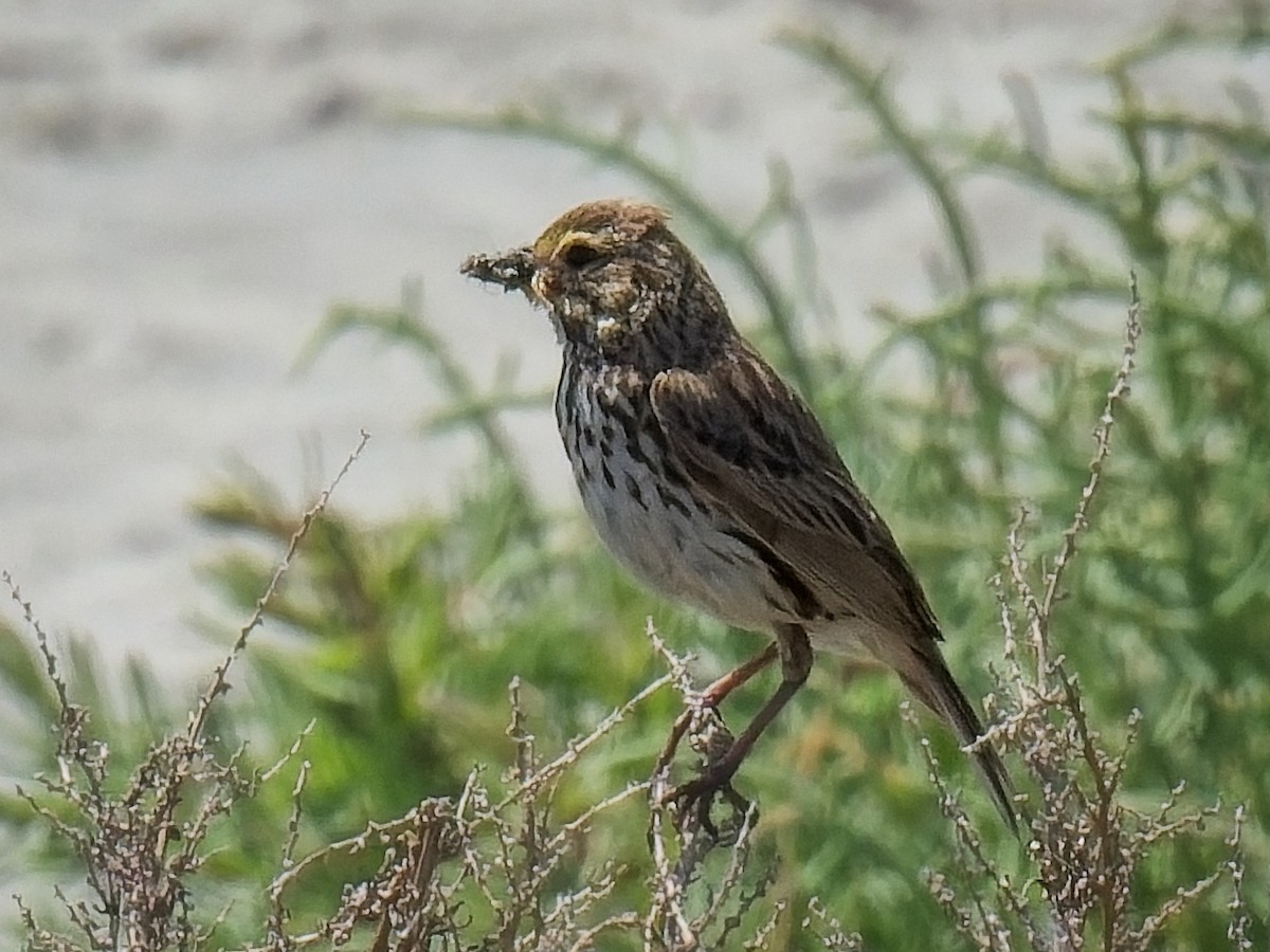 Savannah Sparrow - ML621013441