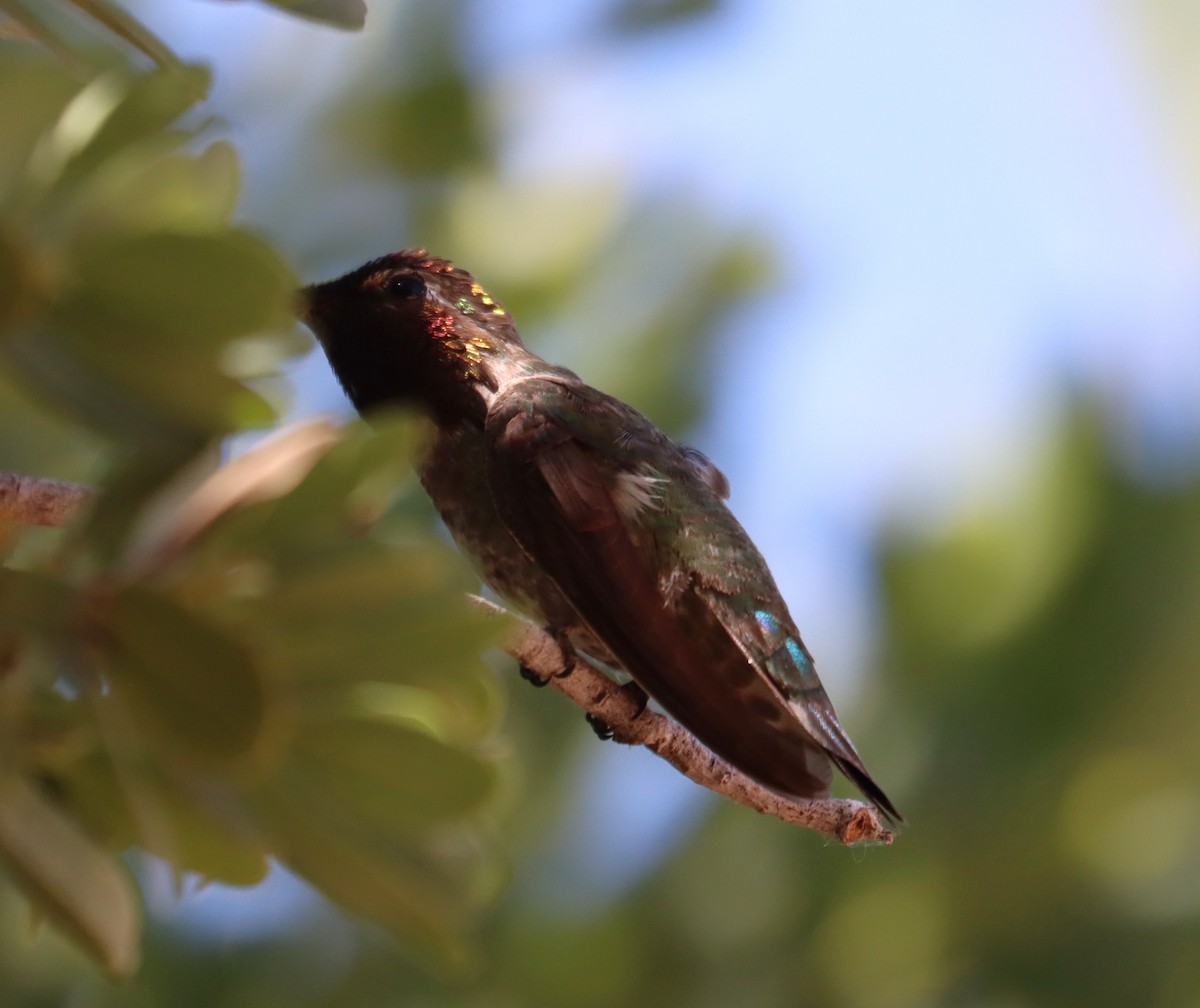 Anna's Hummingbird - ML621013446